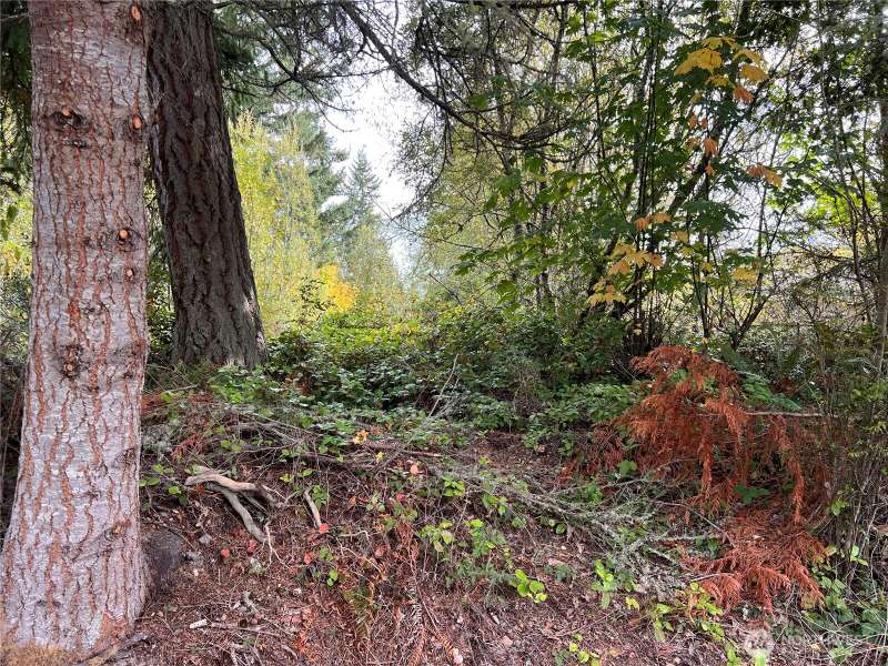 Access to the lot from Camano Lane. Electricity and sewer are in the street, ready for your build.