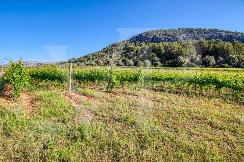 Schönes Anwesen von 29 Hektar in Puig de Maria in Pollença mit Weinberg, Olivenhain, Steineichenwald und der Möglichkeit, ein Haus oder einen Weinkeller zu bauen