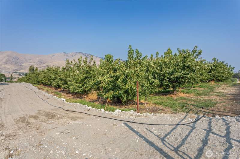 Cherry trees to remain. Buyer to remove if wished.