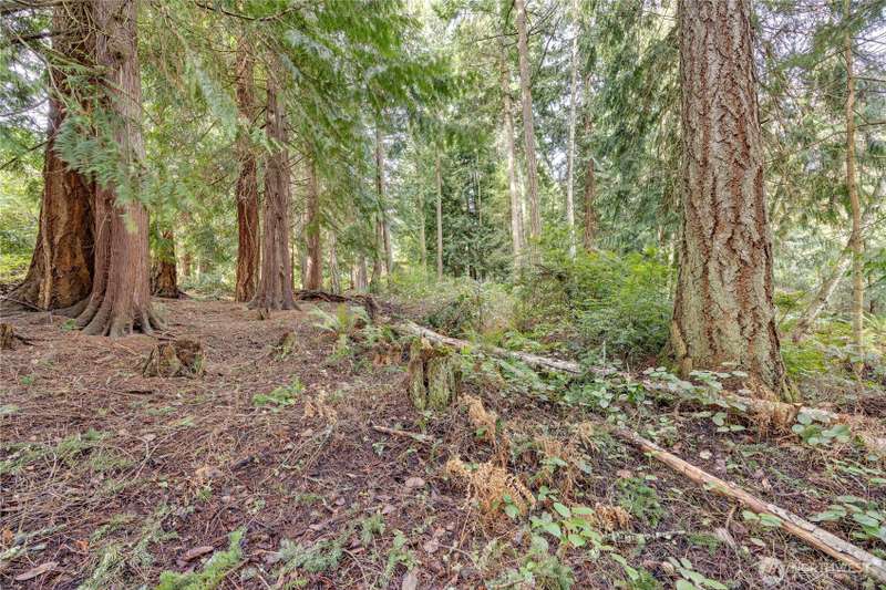 Private building site in Kala Point with several large evergreens.
