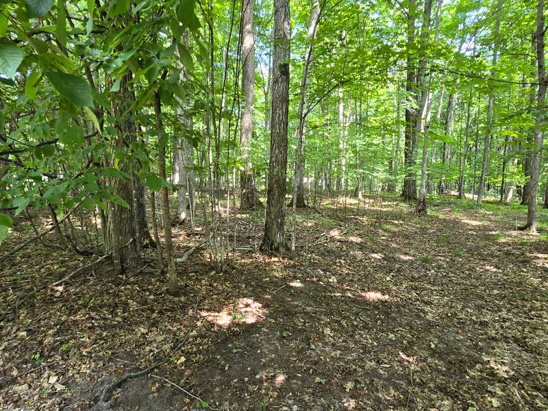 Wooded for shade