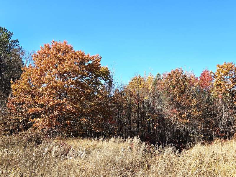 Close Fall Trees