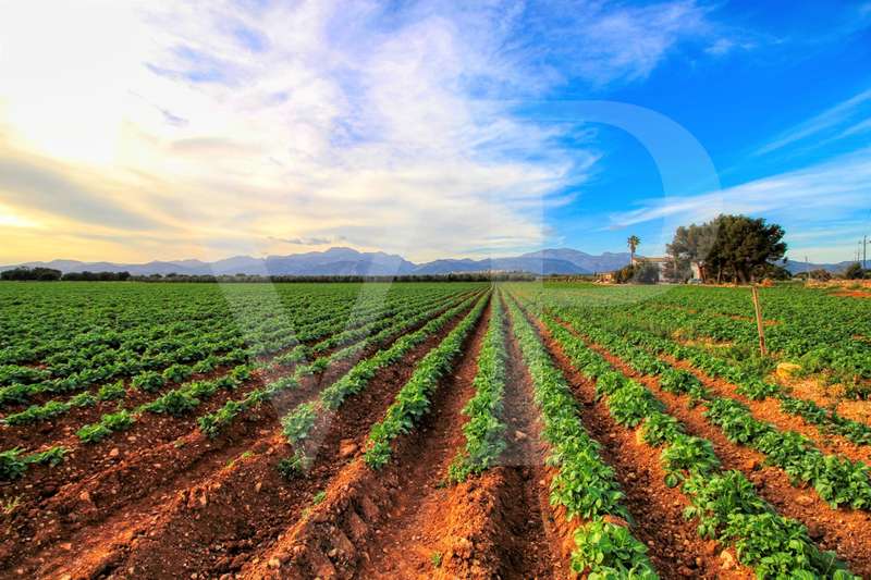 Inversión, preciosa finca de casi 11,5 ha. bien situada a tan solo 3 kilómetros de Búger en Sa Pobla