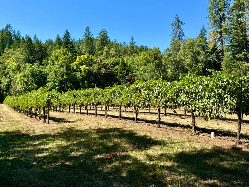 Robust Pinot Noir wine grapes