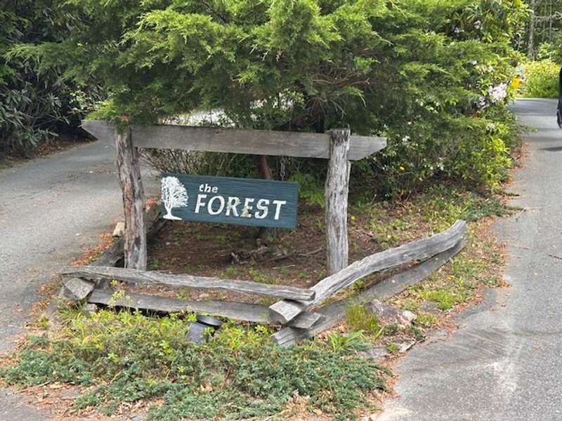 Entry to the Forest